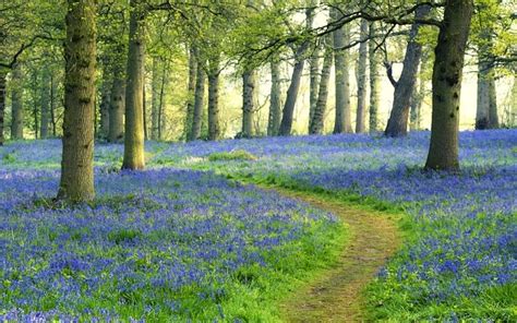 The 10 Most Beautiful Bluebell Woods In The UK