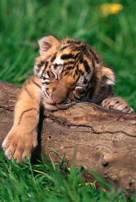 Adorable baby tiger fast asleep draped over a log. Animals And Pets ...