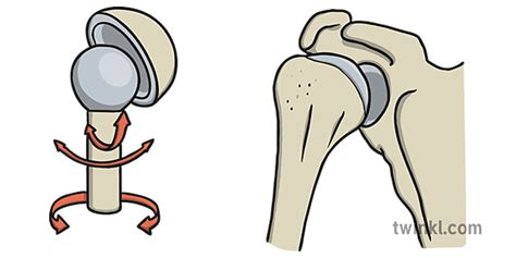 Ball and Socket Joint Dibujo - Twinkl