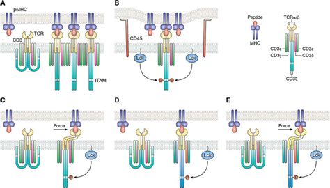 The structural basis of T-cell receptor (TCR) activation: An enduring ...