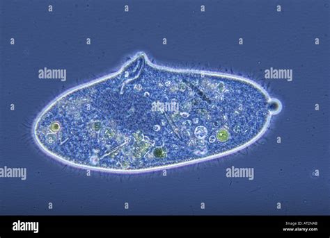 Paramecium Ciliata Protozoans Optic microscopy Stock Photo: 5283242 - Alamy