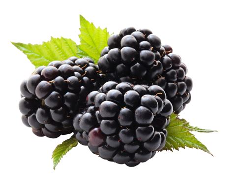 Blackberry PNG transparent image download, size: 1000x828px