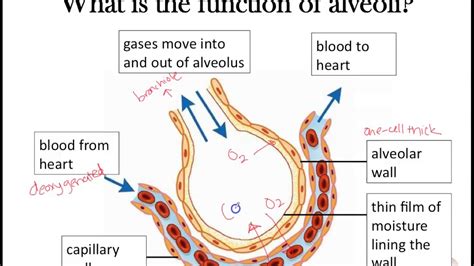 cable movimiento limpiador alveoli gas exchange condón Buzo Gigante