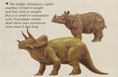 Rhino Vs Triceratops