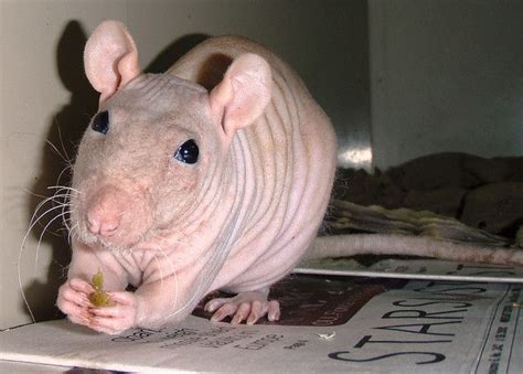 Hairless rat | Hairless rat, Pet rats, Rats