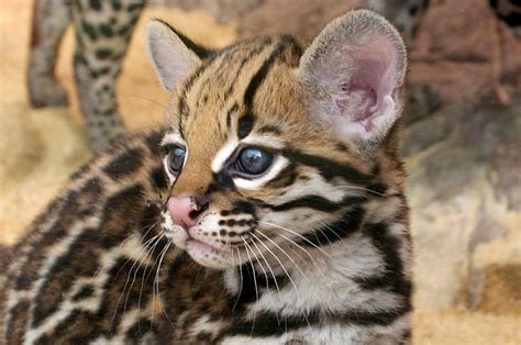 Image - Ocelot cub.jpg | Camp Half-Blood Role Playing Wiki | Fandom ...