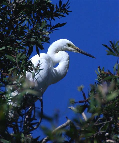 Nesting Egret - Pentax User Photo Gallery