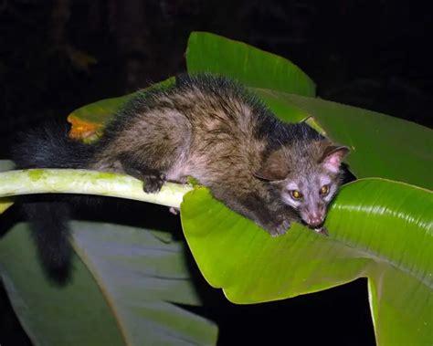 Asian Palm Civet - Facts, Diet, Habitat & Pictures on Animalia.bio