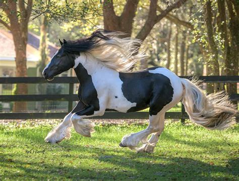 Gypsy Vanner Horses: Breed Profile, Facts and Care - Seriously Equestrian