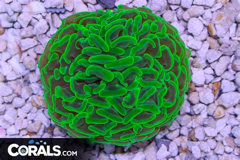 Branching Hammer Frag – Australia Green | Corals.com