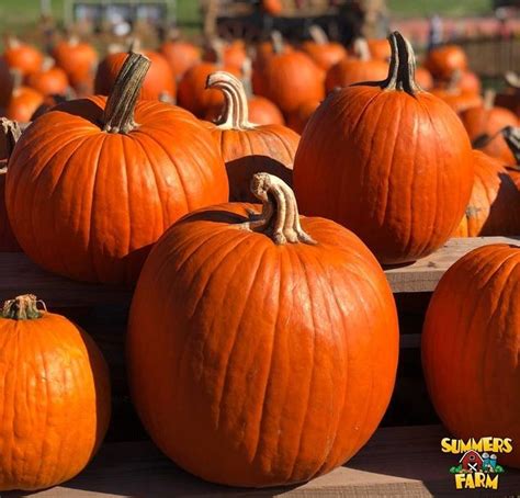 Best Spots for Pumpkin Picking and Fall Fun in Frederick - Frederick's ...