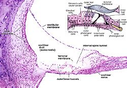 Histology A560