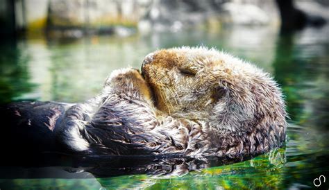 Sleeping Sea Otter - FOODOBYTE