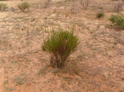 Rooibos tea plant only found in S A Tea Plant, Rooibos Tea, South ...