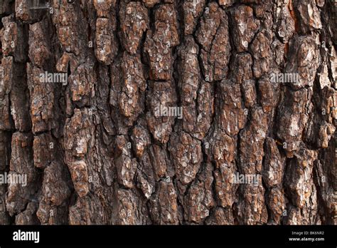 Old common black alder tree bark Alnus glutinosa Stock Photo - Alamy