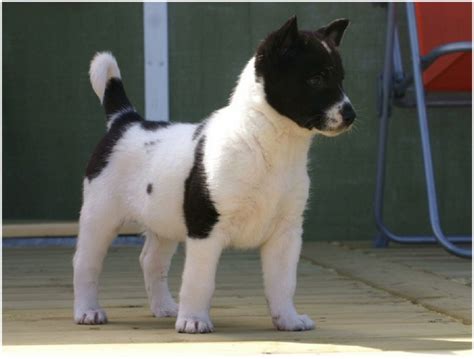 Canaan Dog - Breeders, Puppies, Facts, Pictures, Temperament, Price ...