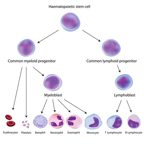 Hematopoietic Stem Cells | Stem Cell and Regenerative Biology Program