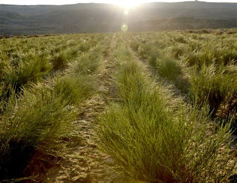 Rooibos Farming & Production Process | Klipopmekaar