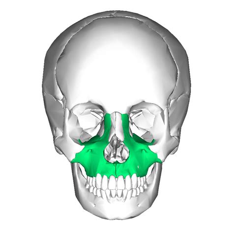 Maxilla - Structure and Function - StoryMD