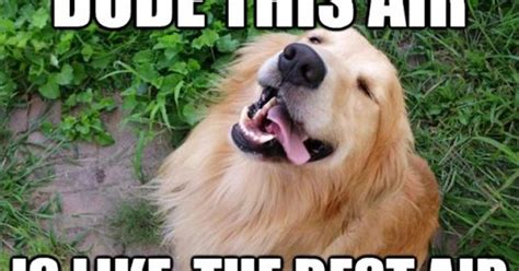 11 National Dog Day Memes That Are Just As Hilarious As They Are Cute