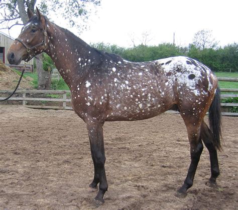 Snowflake Appaloosa Horse - | Appaloosa horses, Rare horses, Appaloosa