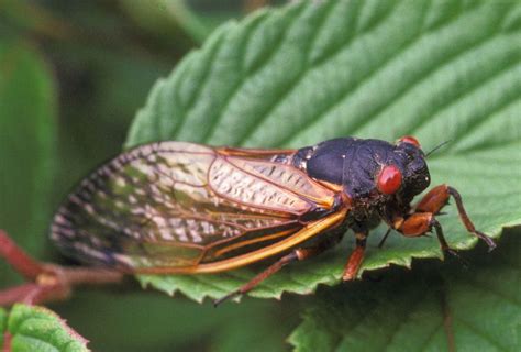 Cicada Sound Demonstrated In Audio Recording | HuffPost Impact