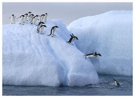 Penguin Slide | Penguins, Animals, Antarctica