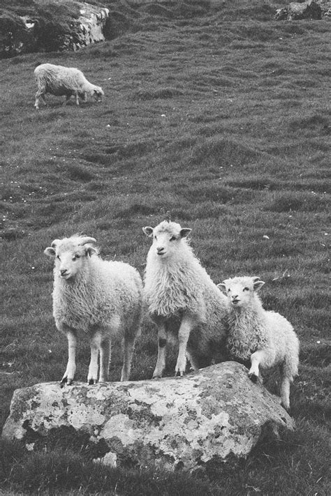 Faroe Islands Sheep Photography & Interesting facts about the sheep ...