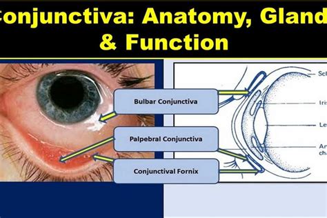 What is conjunctiva of the eye? Definition, Anatomy, Function | Health Kura