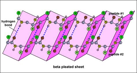 In beta - pleated secondary protein structure there are