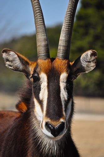 17 Best images about Sable Antelope on Pinterest | Horns, Preserve and ...