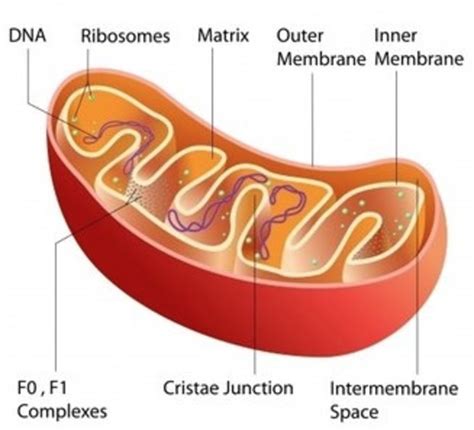 Mitochondria, Cell Wall, Chloroplasts , Vacuole - Cell structure and ...