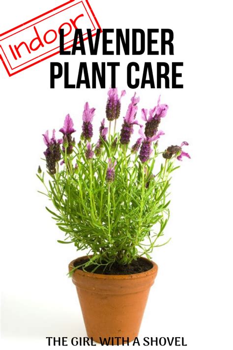 Indoor Lavender Plant Care in 2024 | Lavender plant care, Lavender ...