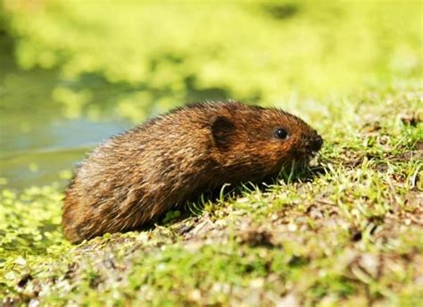 What Do Voles Eat? 20+ Foods These Rodents Consume - A-Z Animals