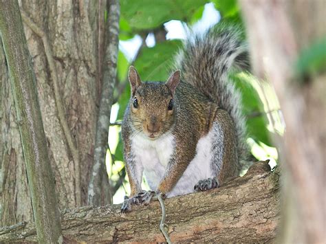 Do Squirrels Nest In Trees / Tree Squirrels School Ipm Usu Extension ...