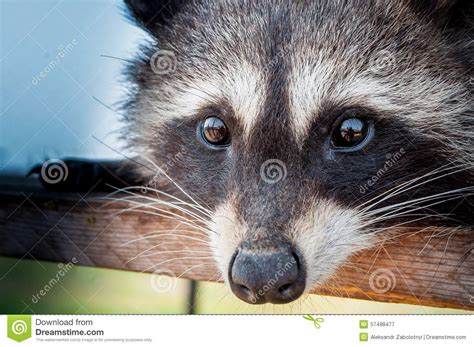 Raccoon Eyes Stock Photography | CartoonDealer.com #56381090