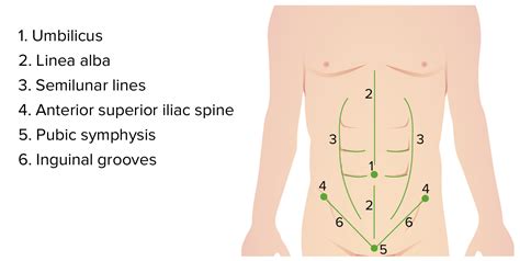 Surgical Anatomy Of The Abdomen Concise Medical Knowledge, 45% OFF