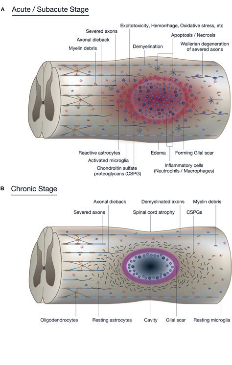 Spinal Cord Cell Types