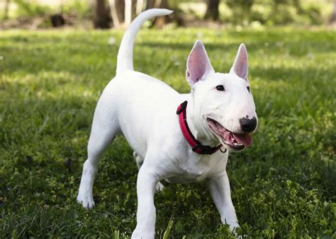 Bull Terrier Progression: Growth Chart, Milestones, and Training Tips ...