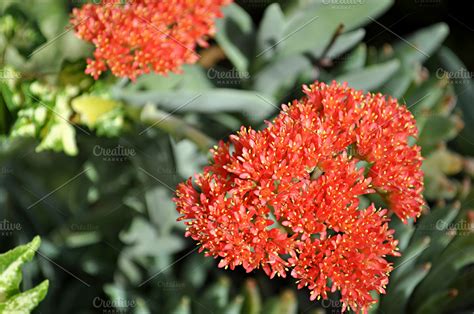 Red succulent flower featuring succulent, red, and flower | Nature ...