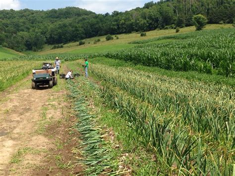 Garlic Harvest 2015. Tamarack Garlic Farm | Harvesting garlic, Garlic ...