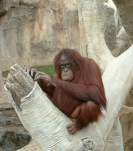 Fuengirola Zoo | Oranutang in tree | kayos4 | Flickr