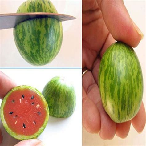 20 Mini Thumb Watermelon Seeds Red Pulp Watermelon Organic S046 | eBay