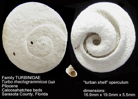 Turbo Operculum (gastropod) - Members Gallery - The Fossil Forum