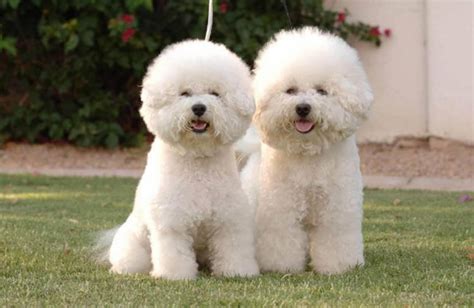 Coton De Tulear vs Bichon Frise - Breed Comparison