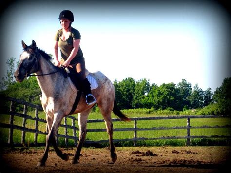 Only Equine: The appaloosa horse