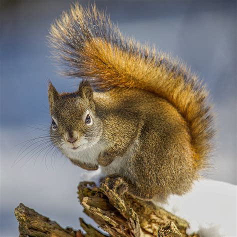 Citizen Scientists Come to the Aid of the Tenacious Franklin’s Ground ...