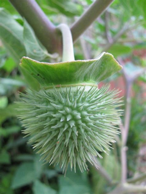 seed pod | Moonflower