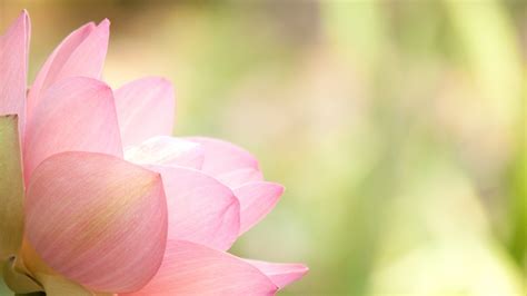 Lotus Flower Wallpapers Images Photos Pictures Backgrounds