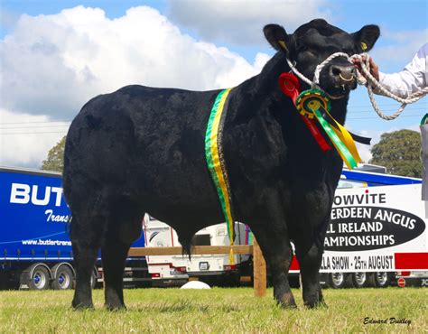 Liss Herd wins the All-Ireland Aberdeen-Angus Championship for 2019 ...